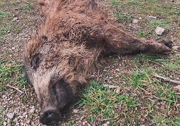 Amigos de la Tierra se une a la defensa del lobo como depredador natural del jabalí para evitar la peste porcina